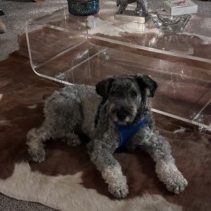 Blue Baby For sale if he keeps being a bad boy